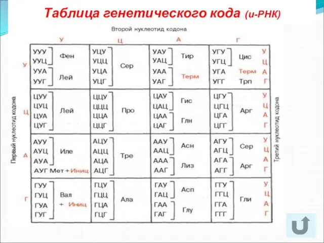 Таблица генетического кода (и-РНК)