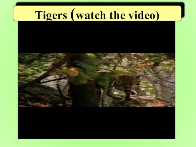 Tigers (watch the video)