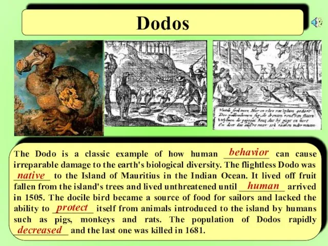 Dodos The Dodo is a classic example of how human __________