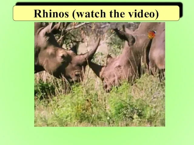 Rhinos (watch the video)
