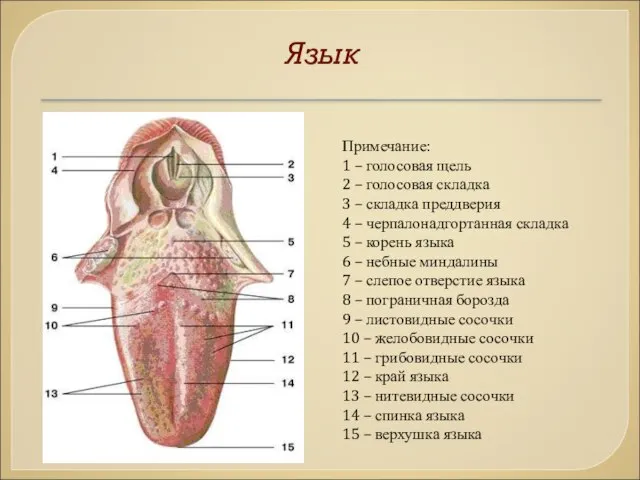 Язык Примечание: 1 – голосовая щель 2 – голосовая складка 3