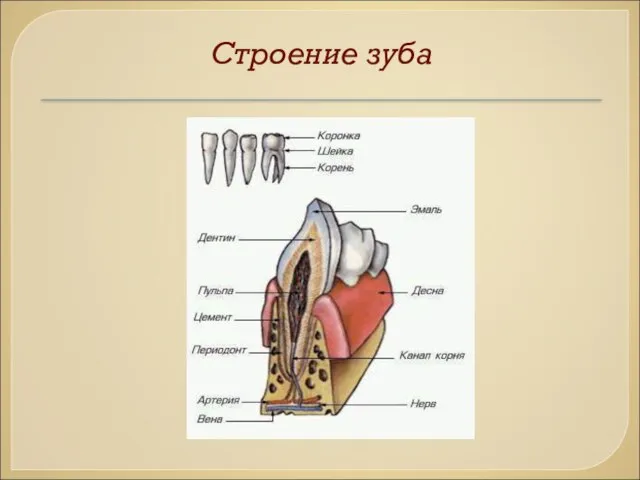 Строение зуба