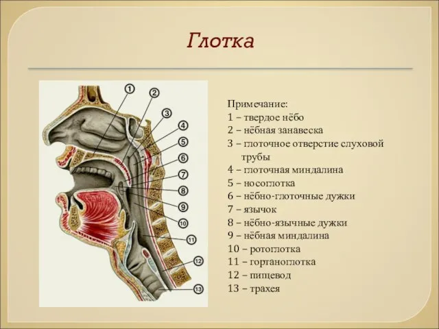 Глотка Примечание: 1 – твердое нёбо 2 – нёбная занавеска 3