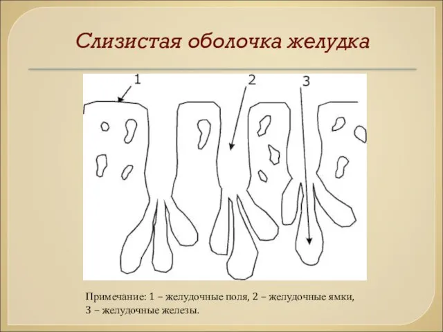 Слизистая оболочка желудка Примечание: 1 – желудочные поля, 2 – желудочные ямки, 3 – желудочные железы.