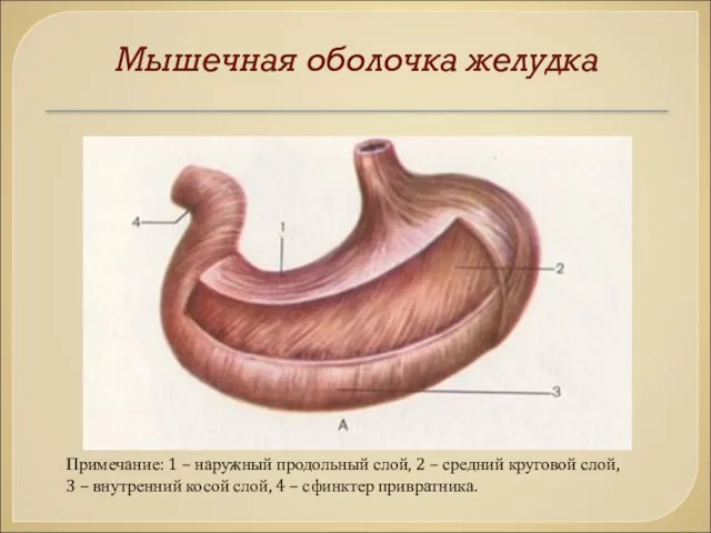 Мышечная оболочка желудка Примечание: 1 – наружный продольный слой, 2 –