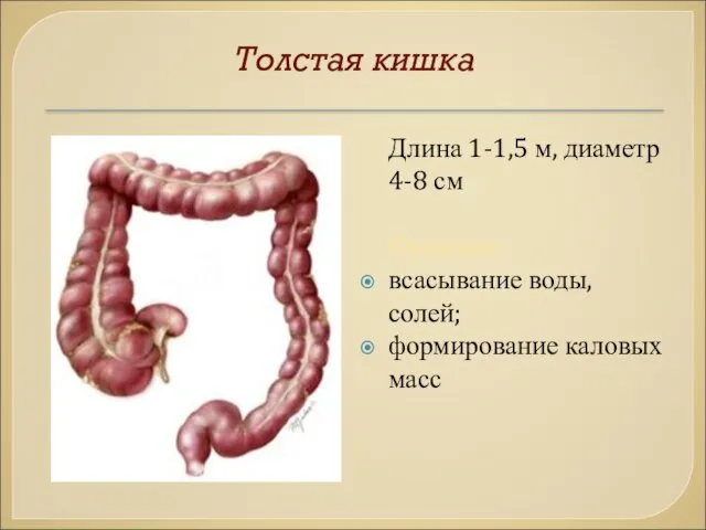 Толстая кишка Длина 1-1,5 м, диаметр 4-8 см Функции: всасывание воды, солей; формирование каловых масс