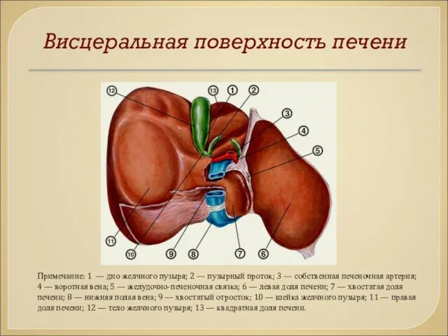 Висцеральная поверхность печени Примечание: 1 — дно желчного пузыря; 2 —