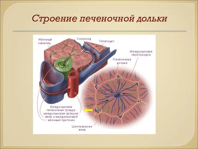 Строение печеночной дольки