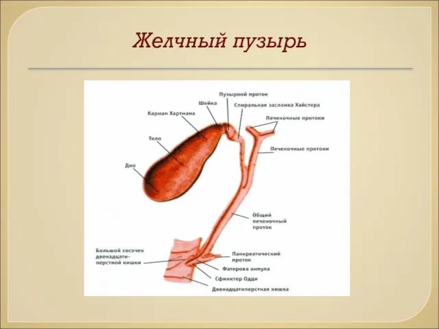 Желчный пузырь