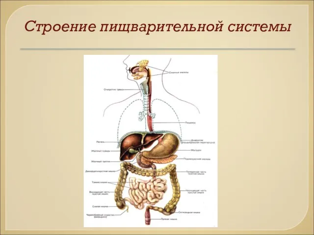 Строение пищварительной системы