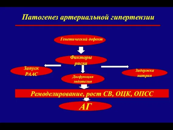 Патогенез артериальной гипертензии Генетический дефект Факторы риска Запуск РААС Дисфункция эндотелия