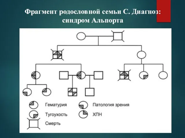 Фрагмент родословной семьи С. Диагноз: синдром Альпорта