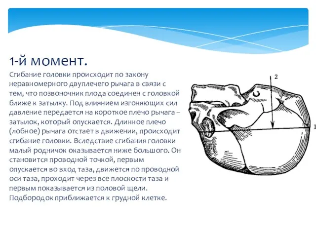 1-й момент. Сгибание головки происходит по закону неравномерного двуплечего рычага в