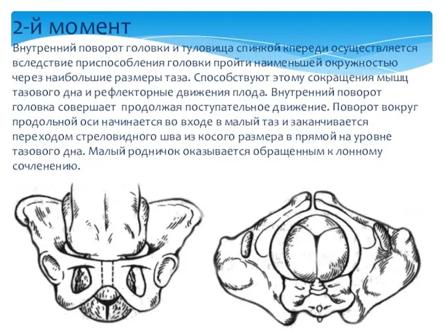 2-й момент Внутренний поворот головки и туловища спинкой кпереди осуществляется вследствие