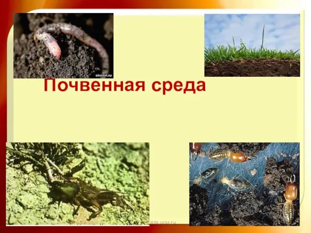 17.02.2013 http://aida.ucoz.ru Почвенная среда