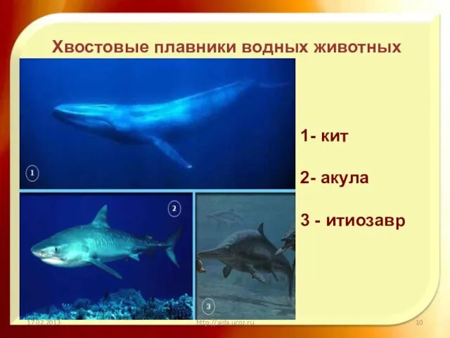 17.02.2013 http://aida.ucoz.ru Хвостовые плавники водных животных 1- кит 2- акула 3 - итиозавр