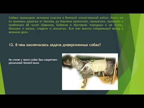 Собаки принимали активное участие в Великой отечественной войне. Всего же по