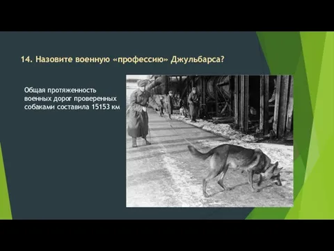 14. Назовите военную «профессию» Джульбарса? Общая протяженность военных дорог проверенных собаками составила 15153 км