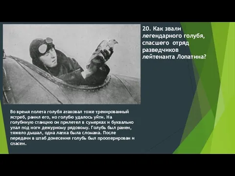 Во время полета голубя атаковал тоже тренированный ястреб, ранил его, но