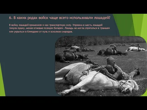 6. В каких родах войск чаще всего использовали лошадей? В войну