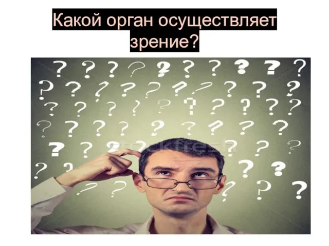 Какой орган осуществляет зрение?