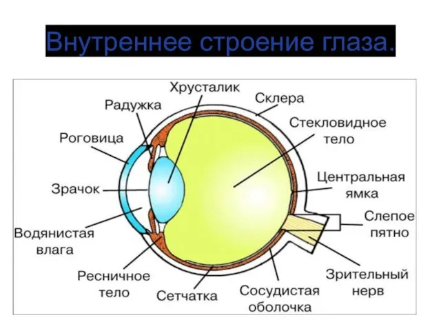 Внутреннее строение глаза.