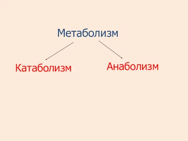 Метаболизм Катаболизм Анаболизм