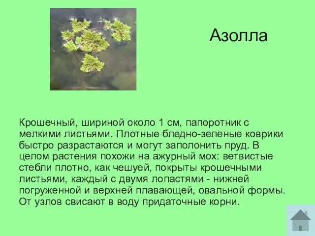 Азолла Крошечный, шириной около 1 см, папоротник с мелкими листьями. Плотные