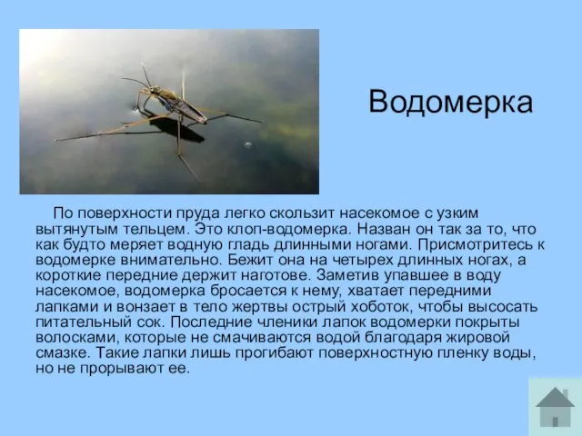 Водомерка По поверхности пруда легко скользит насекомое с узким вытянутым тельцем.