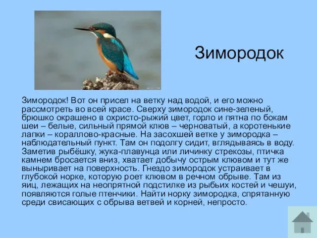 Зимородок Зимородок! Вот он присел на ветку над водой, и его