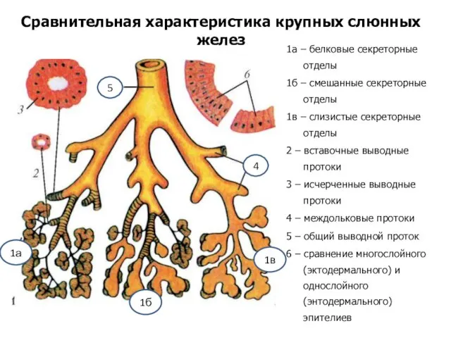 Сравнительная характеристика крупных слюнных желез 1а – белковые секреторные отделы 1б