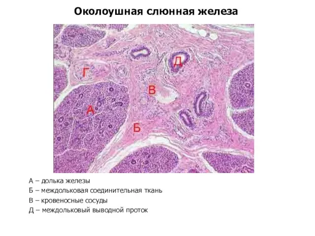 Околоушная слюнная железа А – долька железы Б – междольковая соединительная