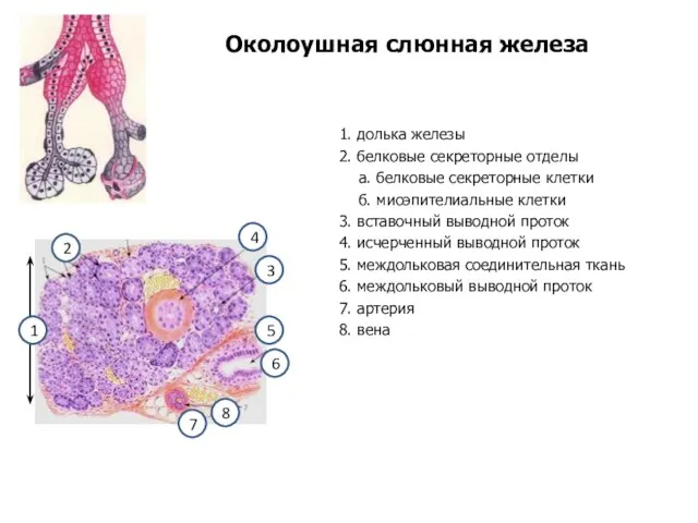 Околоушная слюнная железа 1. долька железы 2. белковые секреторные отделы а.