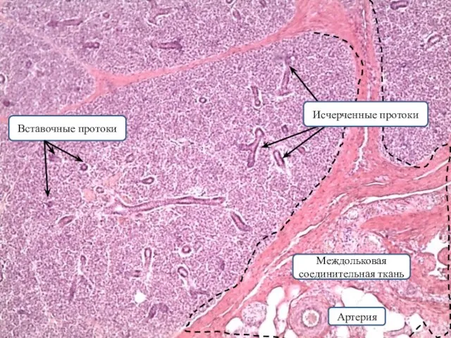Вставочные протоки Междольковая соединительная ткань Артерия Исчерченные протоки