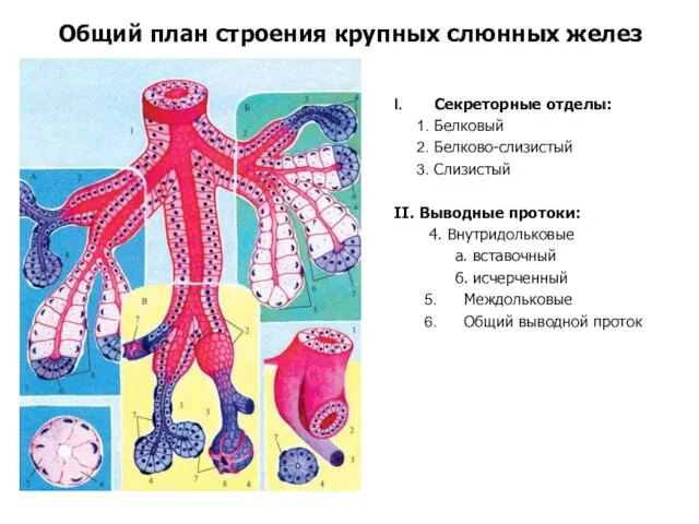 Общий план строения крупных слюнных желез Секреторные отделы: Белковый Белково-слизистый Слизистый