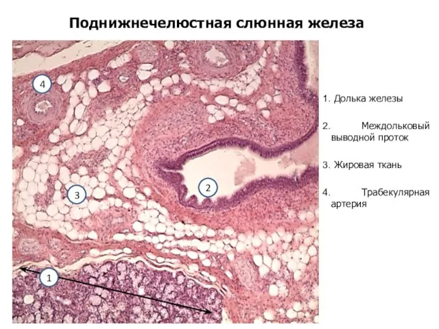 Поднижнечелюстная слюнная железа Долька железы Междольковый выводной проток Жировая ткань Трабекулярная артерия 1 3 2 4