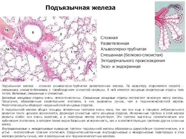 Подъязычная железа Сложная Разветвленная Альвеолярно-трубчатая Смешанная (белково-слизистая) Эктодермального происхождения Экзо- и