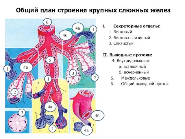 Общий план строения крупных слюнных желез Секреторные отделы: Белковый Белково-слизистый Слизистый