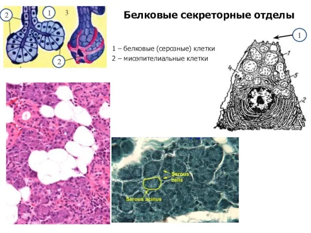 Белковые секреторные отделы 1 – белковые (серозные) клетки 2 – миоэпителиальные клетки 2 2 1 1