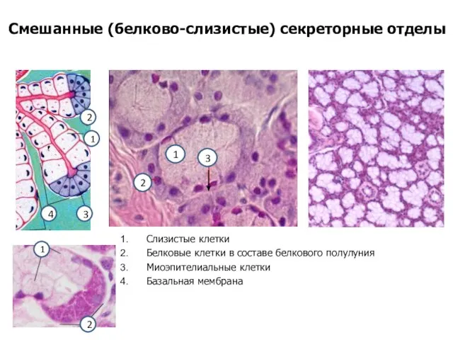 Смешанные (белково-слизистые) секреторные отделы Слизистые клетки Белковые клетки в составе белкового