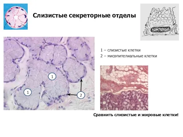 Слизистые секреторные отделы 1 – слизистые клетки 2 – миоэпителиальные клетки