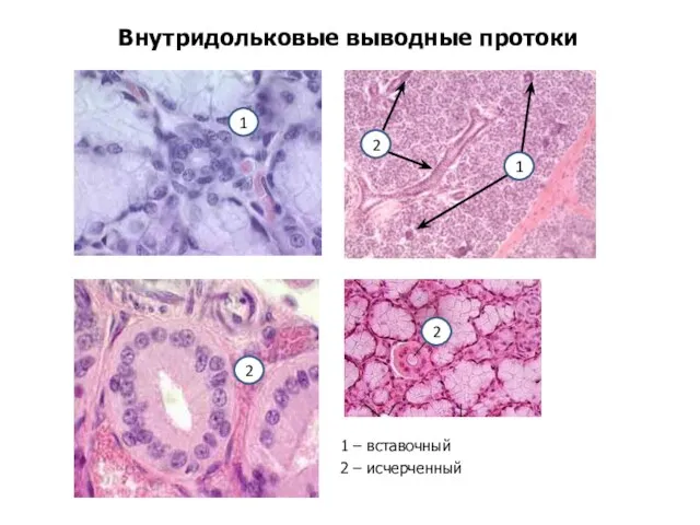 Внутридольковые выводные протоки 1 – вставочный 2 – исчерченный 2 1 1 2 2