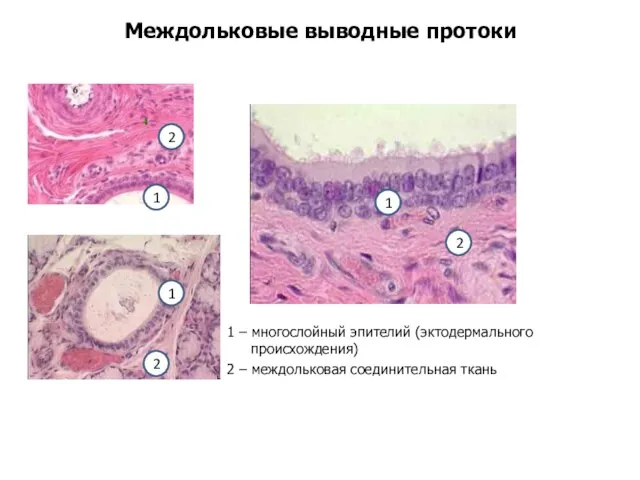 Междольковые выводные протоки 1 – многослойный эпителий (эктодермального происхождения) 2 –