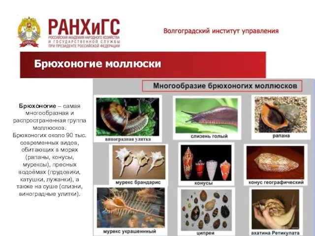 Брюхоногие моллюски Брюхоногие – самая многообразная и распространенная группа моллюсков. Брюхоногих