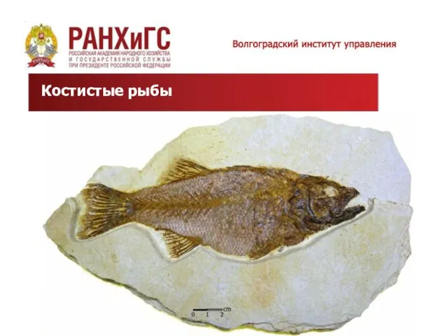 Костистые рыбы