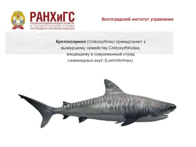 Кретоксирина (Cretoxyrhina) принадлежит к вымершему семейству Cretoxyrhinidae, входящему в современный отряд ламноидных акул (Lamniformes).