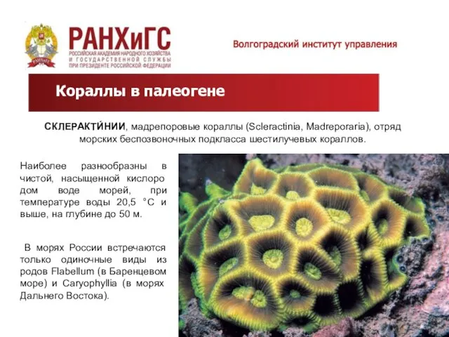 Кораллы в палеогене СКЛЕРАКТИ́НИИ, мадрепоровые кораллы (Scleractinia, Madreporaria), отряд морских беспозвоночных