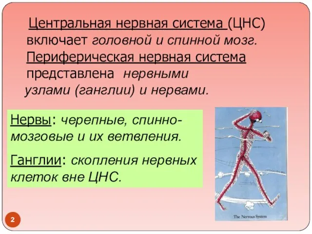 Центральная нервная система (ЦНС) включает головной и спинной мозг. Периферическая нервная