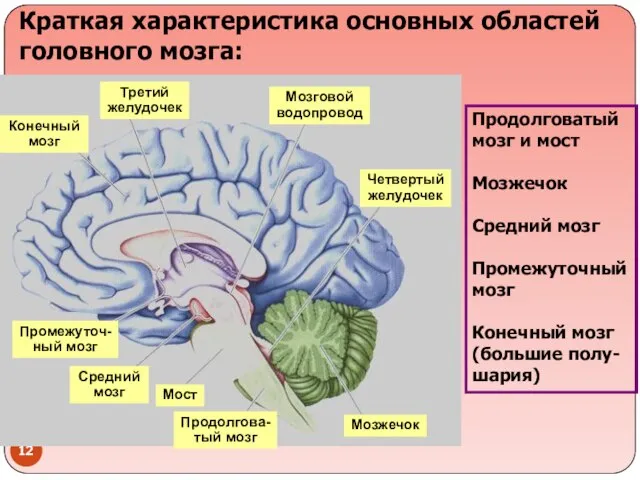 Краткая характеристика основных областей головного мозга: Конечный мозг Третий желудочек Мозговой