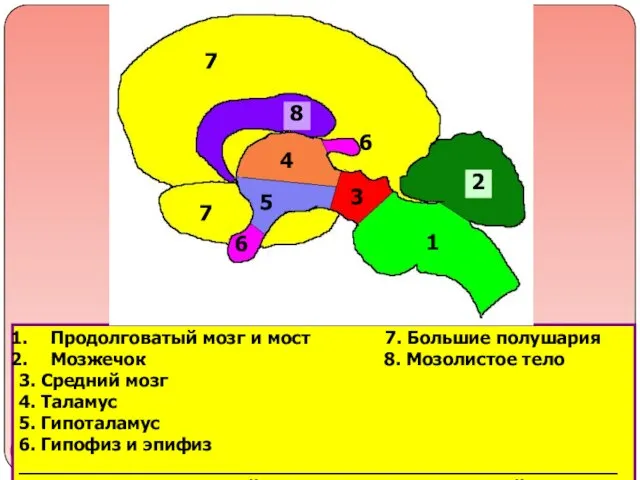Продолговатый мозг и мост 7. Большие полушария Мозжечок 8. Мозолистое тело